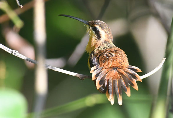 ROTER ZWERGSCHATTENKOLIBRI, REDDISH HERMIT, PHAETORNIS RUBER 