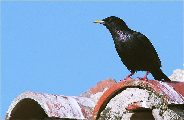EINFARBSTAR, SPOTTLESS STARLING, STURNUS UNICOLOR