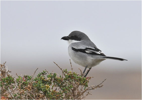MITTELMEERRAUBWÜRGER, IBERIAN GREY SHRIKE, LANIUS MERIDIONALIS