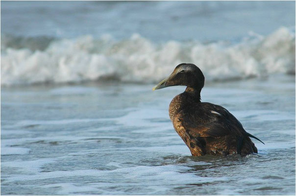 EIDERENTE, EIDER, SOMATERI MOLLISSIMA