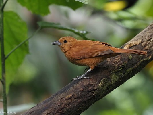 SCHWARZTANGARE, WHITE-LINED TANAGER - TACHYPHONUS RUFUS
