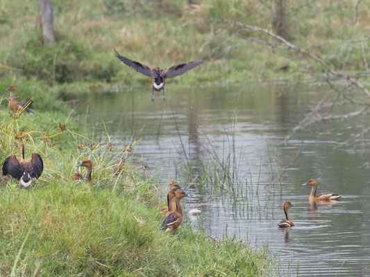 Gelbe Pfeifgans, Fulvous Whistling-Duck - Dendrocygna bicolor