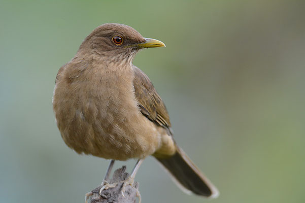 GILBDROSSEL, CLAY-COLORED ROBIN, TURDUS GRAYI