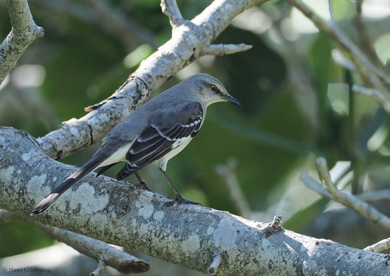 SPOTTDROSSEL, NORTHERN MOCKINGBIRD, MIMUS POLYGLOTTUS