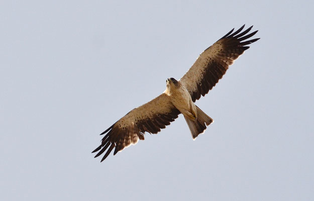 ZWERGADLER, BOOTED EAGLE, AQUILA PENNATA