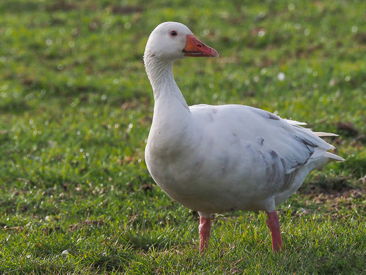 Schneegans, snow goose, anser caerulescens