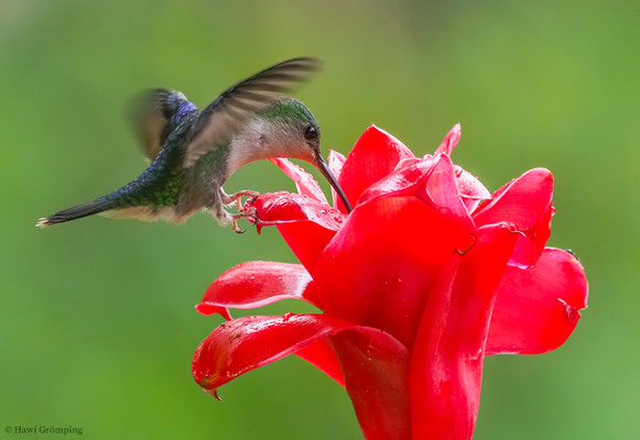 VIOLETKRONENNYMPHE, VIOLET-CROWNED WOODNYMPH, THALURANIA COLUMBICA