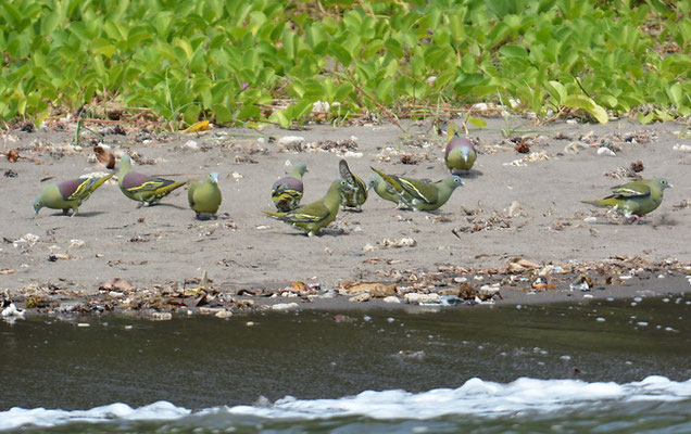 GRAUMASKENTAUBE, GREY-CHEEKED GREEN PIGEON, TRERON GRISEICAUDA