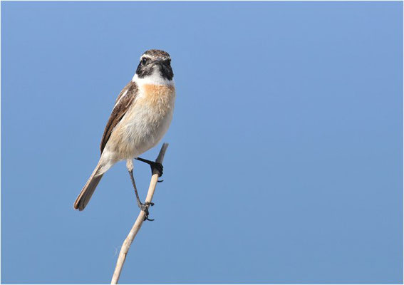 KANARENSCHMÄTZER, FUERTEVENTURA STONECHAT, SAXICOLA DACOTIAE