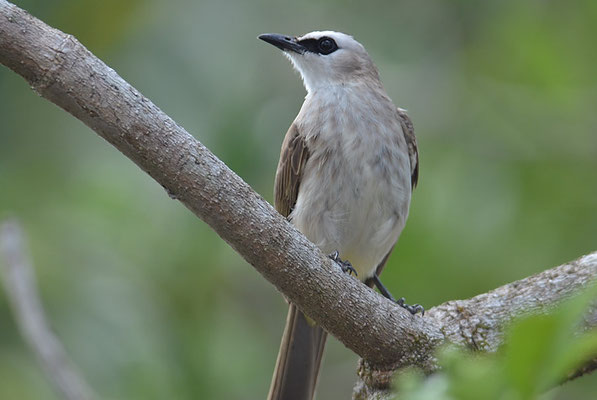 Augenstreifenbülbül, Yellow-vented bulbul, Pycnonotus goiavier