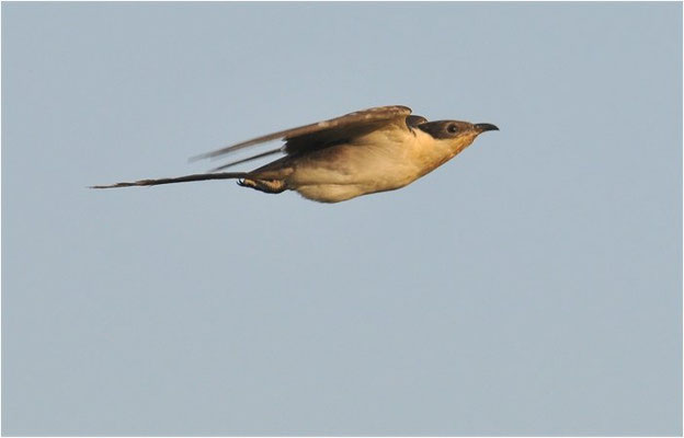 HÄHERKUCKUCK, GREAT SPOTTED CUCKOO, CLAMATOR GLANDARIUS