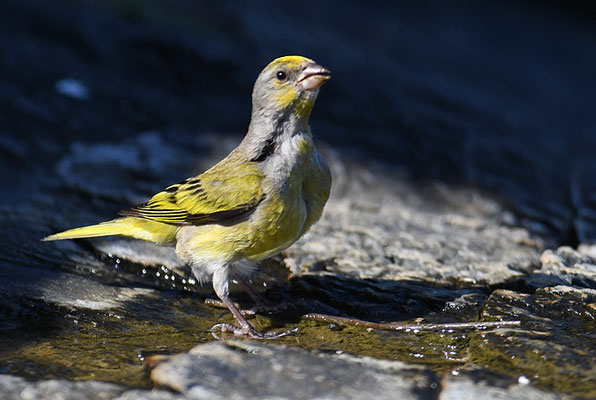 KAP-KANARIENVOGEL, CAPE CANARY, SERINUS CANICOLLIS