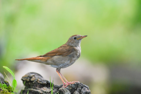 Nachtigall, nightingale, luscinia megarhynchos