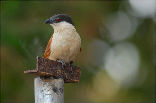 SPORENKUCKUCK, SENEGAL COUCAL, CENTROPUS SENEGALENSIS
