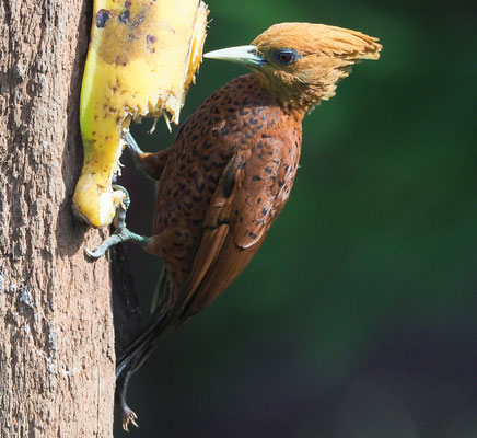 KASTANIENSPECHT, CHESTNUT-COLORED WOODPECKER, CELEUS CASTANEUS