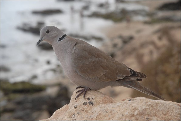 RINGELTAUBE, WOOD PIGEON,  COLUMBA PALUMBUS