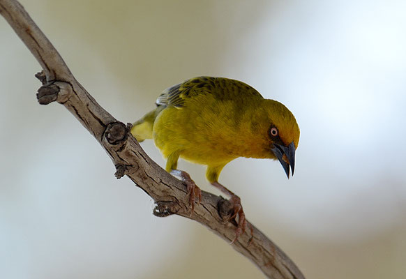 KAPWEBER, CAPE WEAVER, PLOCEUS CAPENSIS