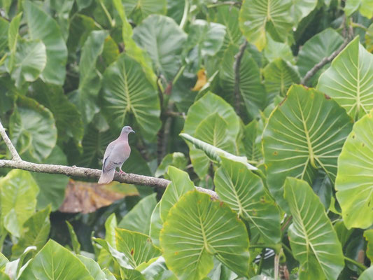 Purpurtaube, Ruddy Pigeon - Patagioenas subvinacea
