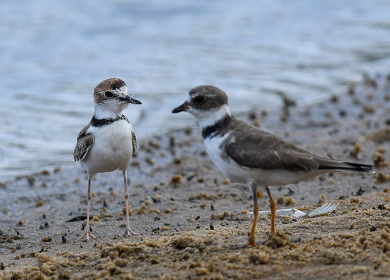 SCHLANKSCHNABELREGENPFEIFER, COLLARED PLOVER, CHARADRIUS COLLARIS