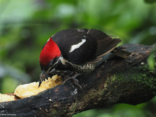 LINIENSPECHT, LINEATED WOODPECKER - DRYOCOPUS LINEATUS