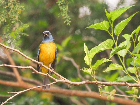 Schwarzstirntangare, Blue-and-yellow Tanager - Pipraeidea bonariensis