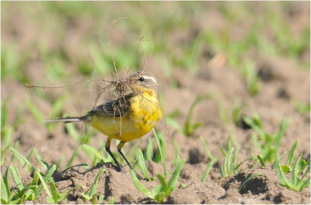 WIESENSCHAFSTELZE, YELLOW WAGTAIL, MOTACILLA FLAVA