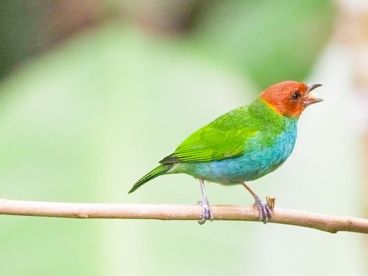 Rötelkopftangare, Bay-headed Tanager - Tangara gyrola