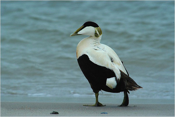 EIDERENTE, EIDER, SOMATERI MOLLISSIMA