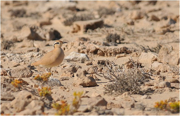 RENNVOGEL, CREAM-COLOURED COURSER, CURSORIUS CURSOR