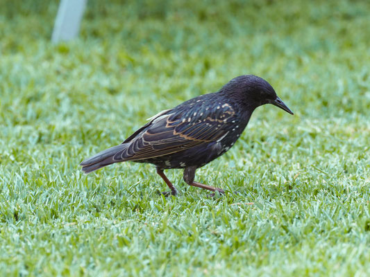 Star, Common Starling - sturnus vulgaris