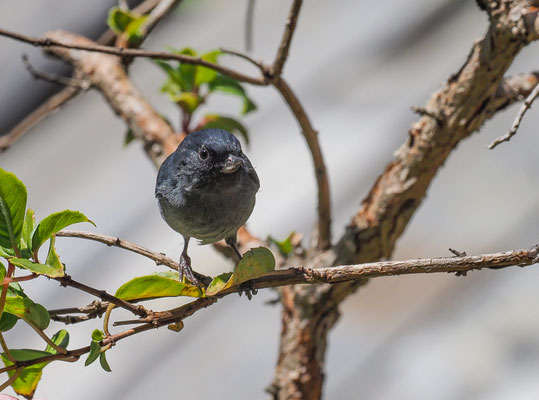 EINFARB-HAKENSCHNABEL, SLATY FLOWERPIERCER, DIGLOSSA PLUMBEA