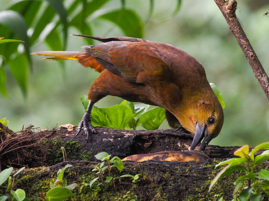 BREITHAUBEN-STIRNVOGEL, RUSSET-BACKED OROPENDOLA - PSAROCOLIUS ANGUSTIFRONS
