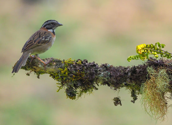 MORGENAMMER, RUFOUS-COLLARED SPARROW, ZONOTRICHIA CAPENSIS