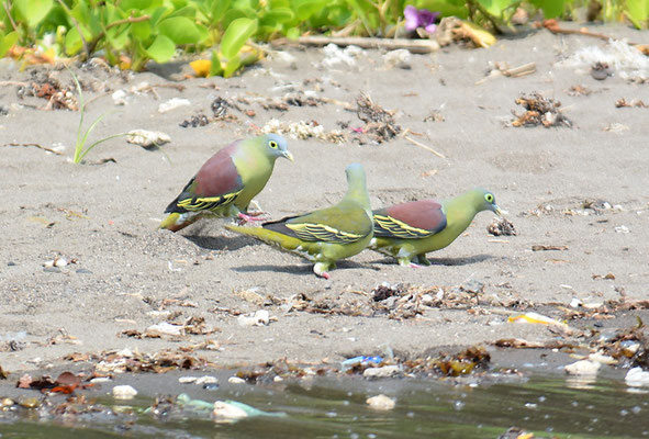 GRAUMASKENTAUBE, GREY-CHEEKED GREEN PIGEON, TRERON GRISEICAUDA