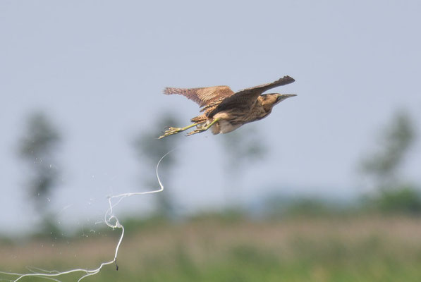 ROHRDOMMEL, BITTERN, BOTAURUS STELLARIS