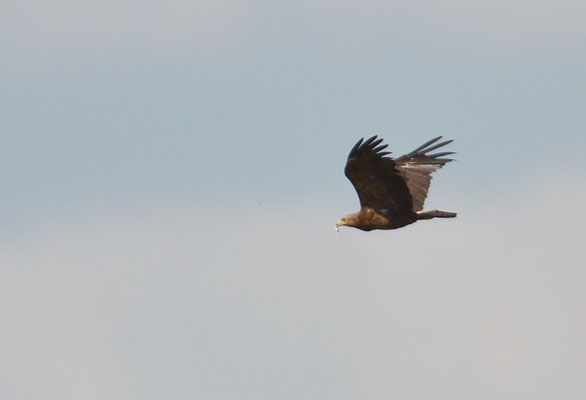 SCHREIADLER, LESSER SPOTTED EAGLE, AQUILA POMARINA