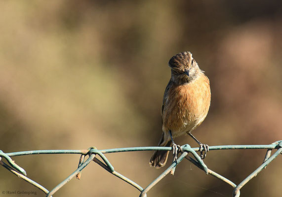 SCHWARZKLEHLCHEN, STONECHAT, SAXICOLA TORQUATA