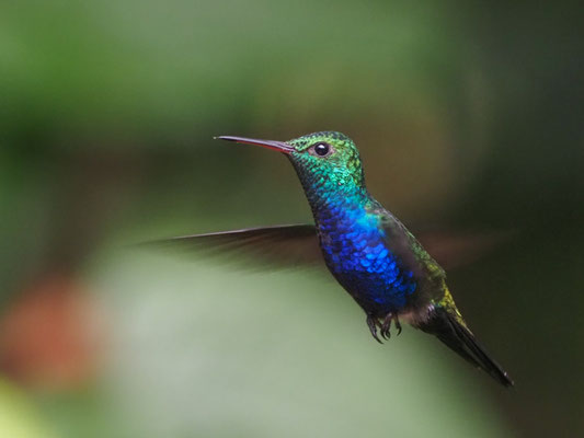 JULIAKOLIBRI, VIOLET-BELLIED HUMMINGBIRD - DAMOPHILA JULIE