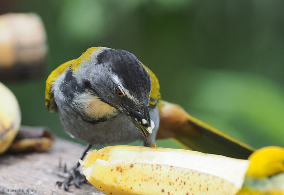 SCHWARZKAPPENSALTATOR, BLACK-HEADED SALTATOR. SALTATOR ATRICEPS