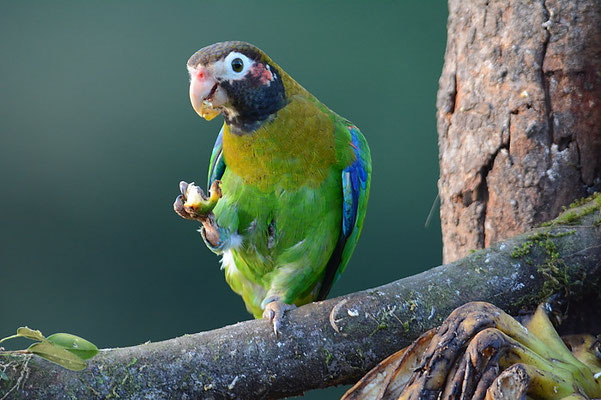 BLUTOHRPAPAGEI, BROWN-HOODED PARROT, PINOPSITTA HAEMATOTIS