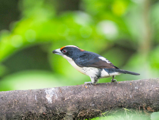 Weißnackenbartvogel, Orange-fronted Barbet - Capito squamatus