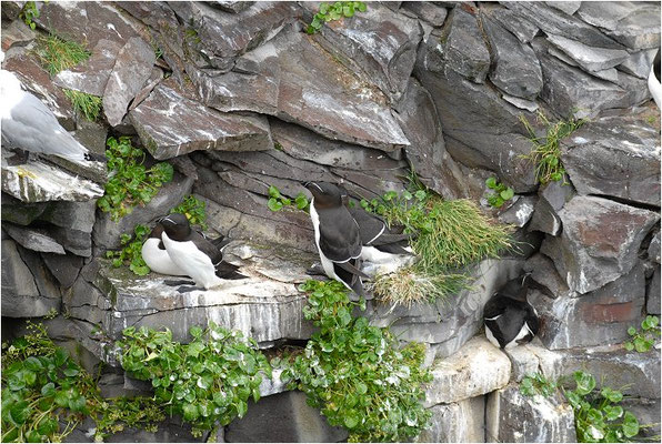 TORDALK, RAZORBILL, ALCO TORDA