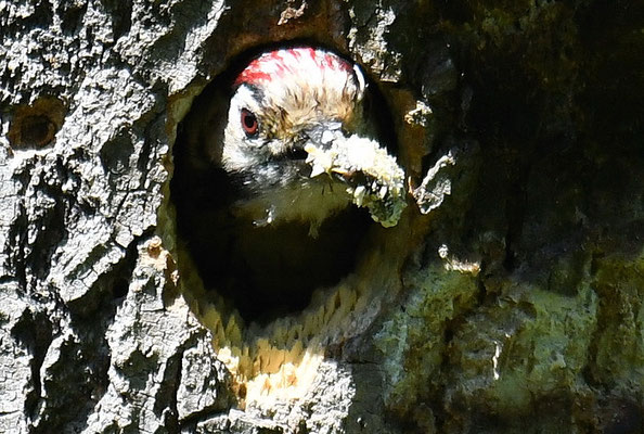 KLEINSPECHT, LESSER SPOTTED WOODPECKER, DENDROCOPOS MINOR