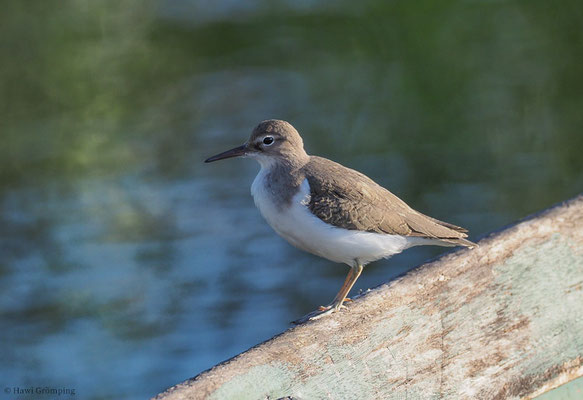 DROSSELUFERLÄUFER, SPOTTED SANDPIPER, ACTITIS MACULARIA