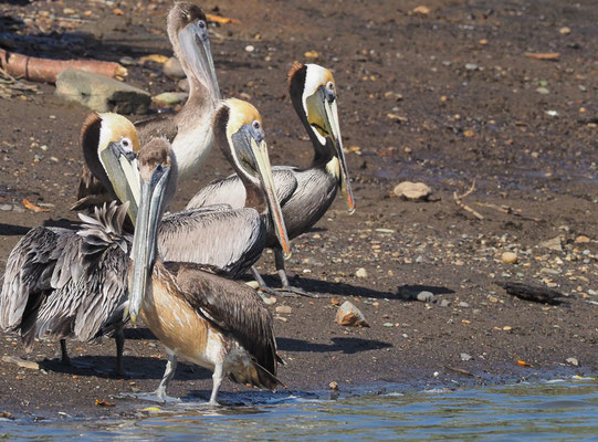 BRAUNER PELIKAN, BROWN PELICAN, PELECANUS OCCIDENTALIS