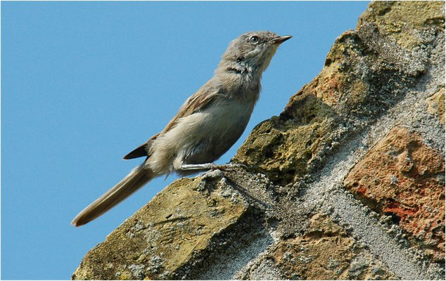 KLAPPERGRASMÜCKE, LESSER WHITETHROAT, SYLVIA CURRUCA