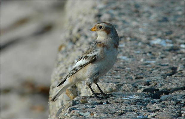 SCHNEEAMMER, SNOW BUNTING, PLECTROPHENAX NIVALIS