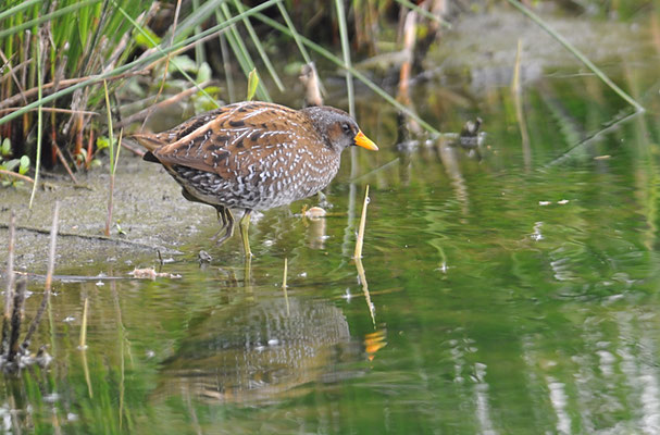 TÜPFELRALLE, SPOTTED CRAKE, PORZANA PORZANA