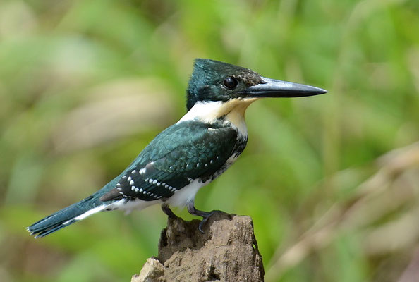 GRÜNFISCHER, GREEN KINGFISHER, CHLOROCERYLE AMERICANA