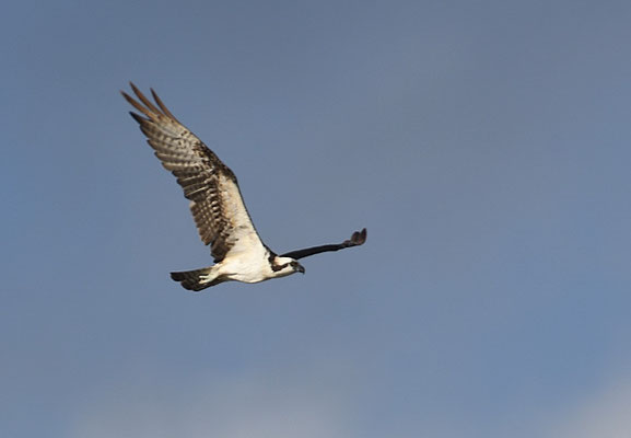 FISCHADLER, OSPREY, PANDION HALIAETUS